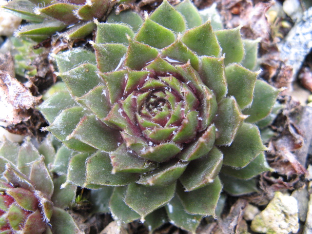 Sempervivum cv. 'Silberkarneol' 