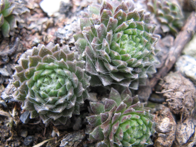 Sempervivum cv. 'silver thaw' 