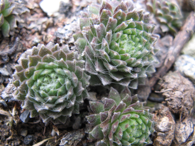 sempervivum cv. 'silver thaw'