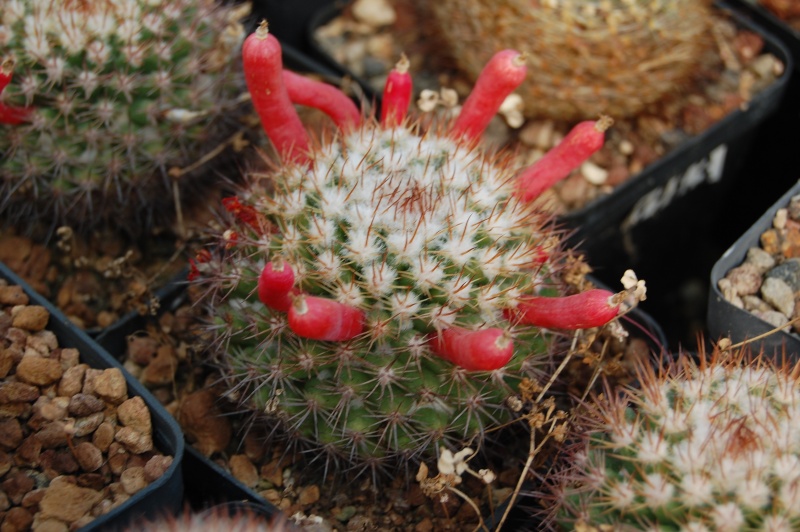 Mammillaria simplex 