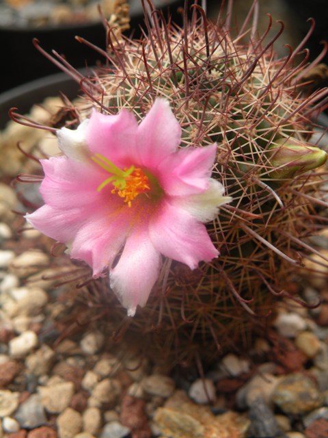 mammillaria mazatlanensis ssp. patonii v. sinaloensis