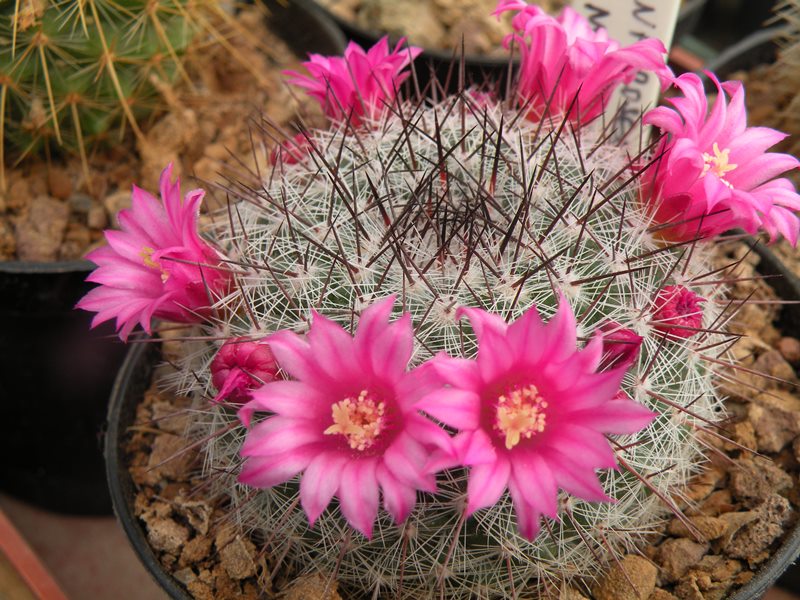 Mammillaria sinforosensis ssp. marionae ROG 715