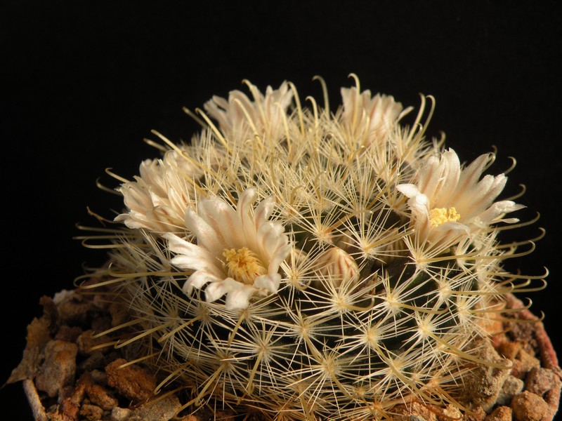 Mammillaria sinistrohamata 