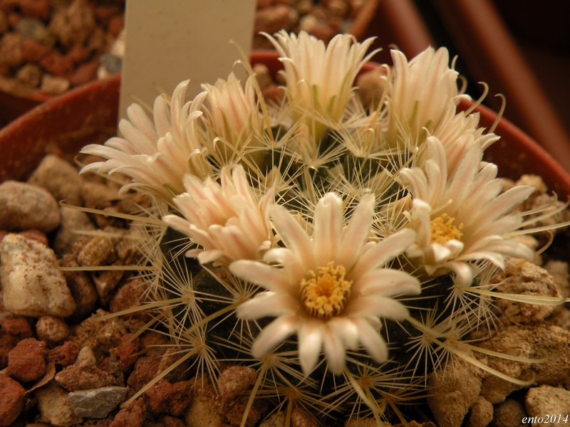 Mammillaria sinistrohamata 