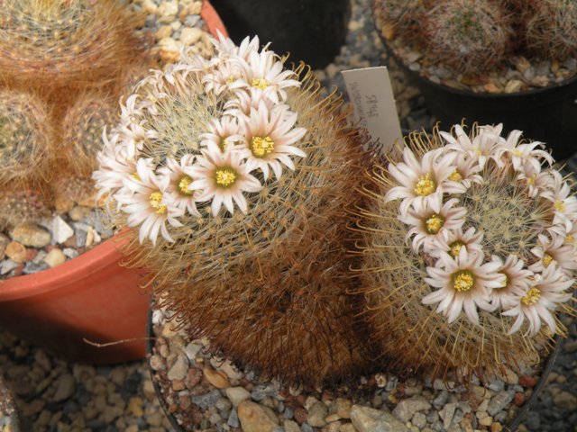 Mammillaria sinistrohamata 