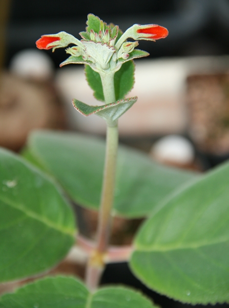 sinningia polyantha