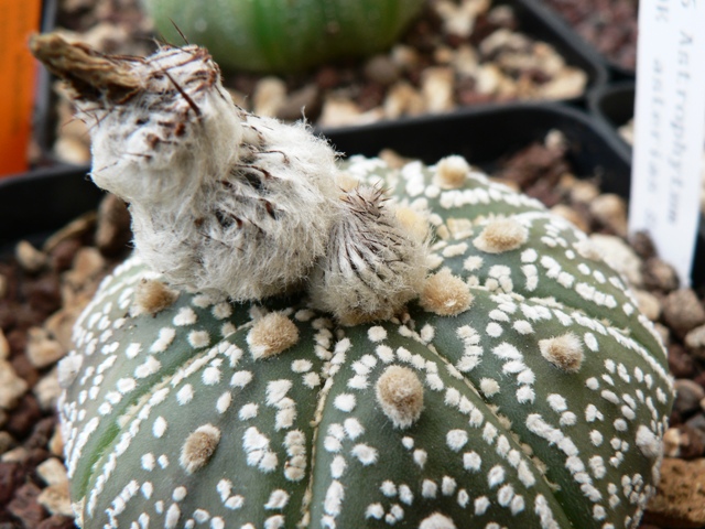 Astrophytum asterias cv. super kabuto 