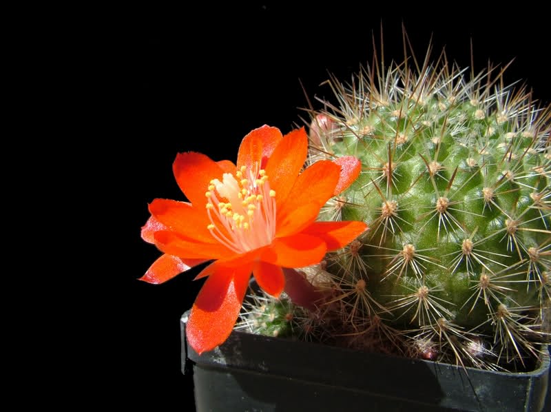 Rebutia albipilosa FR754