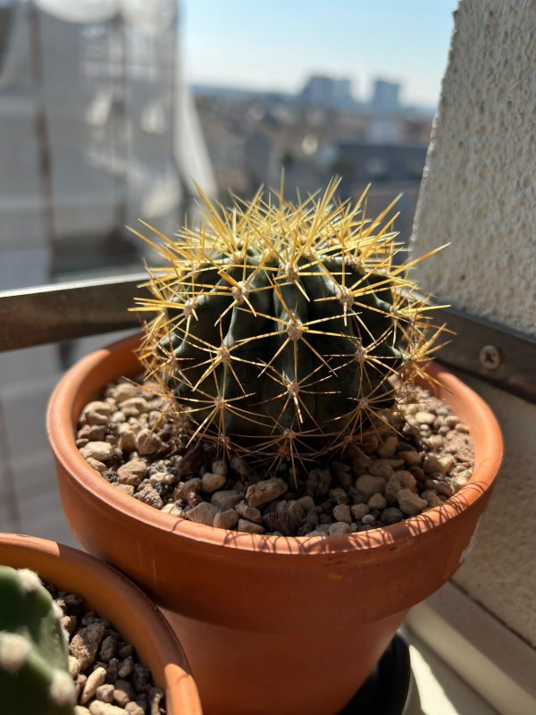Ferocactus  