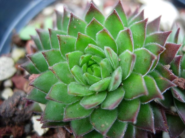 sempervivum macedonicum