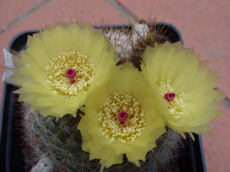 Notocactus scopa 