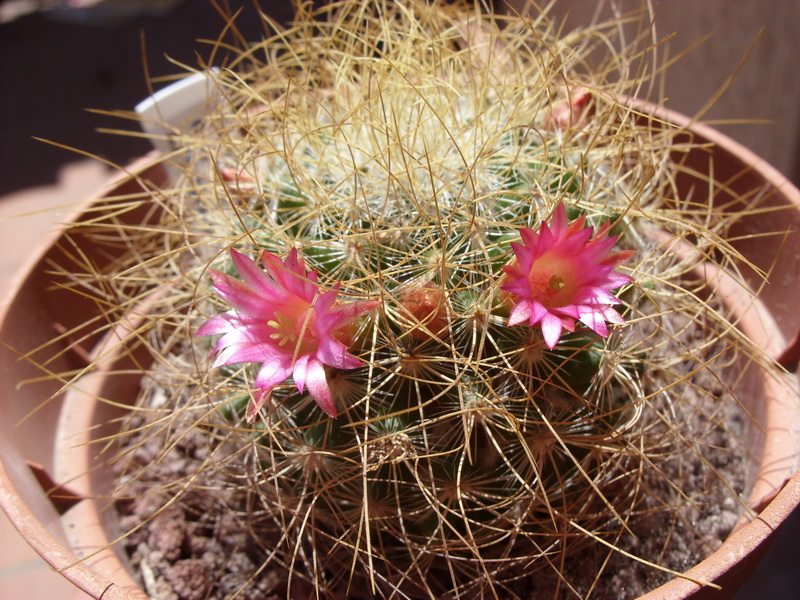 Mammillaria rekoi ssp. leptacantha 