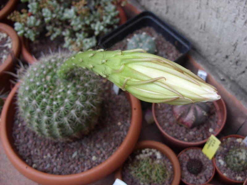 Echinopsis mamillosa 