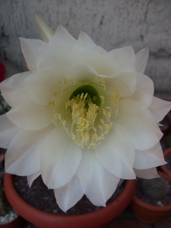 Echinopsis mamillosa 