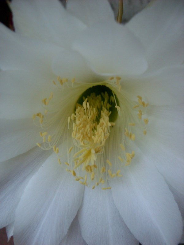 Echinopsis mamillosa 