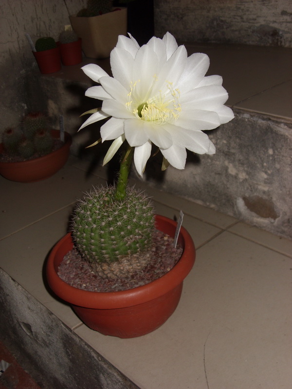 Echinopsis mamillosa 