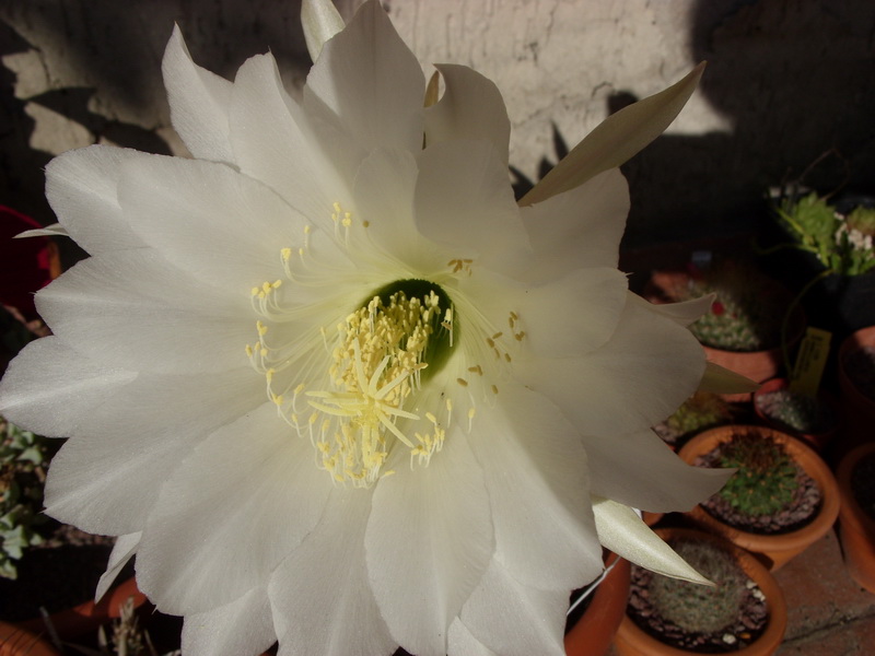 Echinopsis mamillosa 