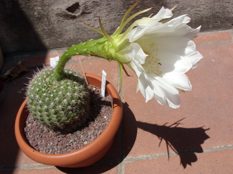 Echinopsis mamillosa 
