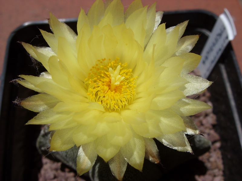 Astrophytum myriostigma 