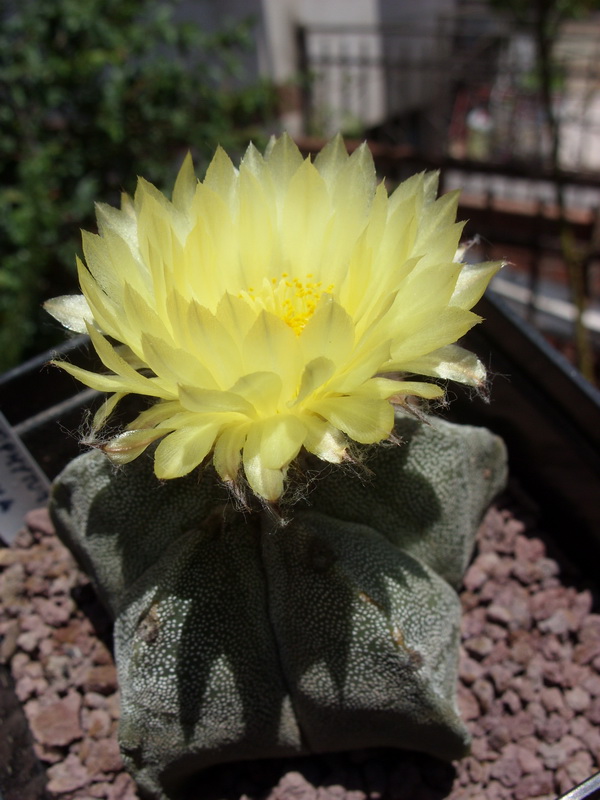 Astrophytum myriostigma 