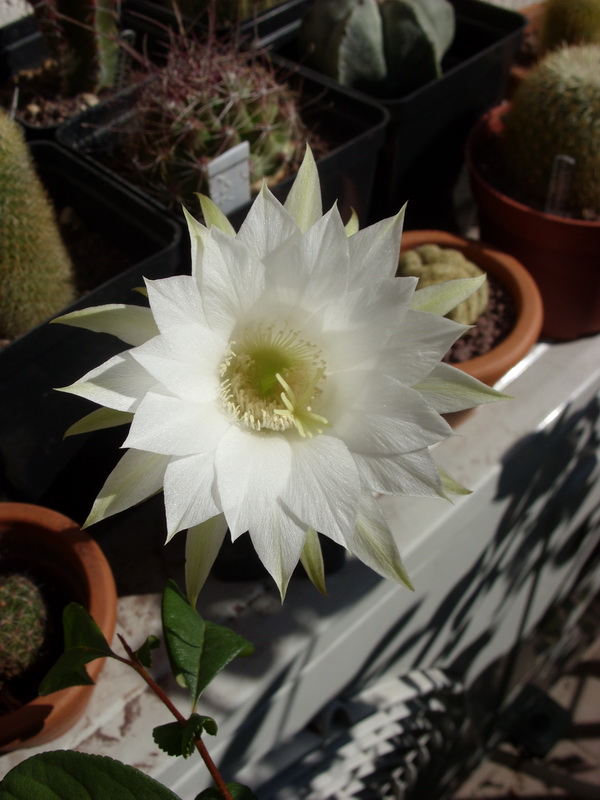 Echinopsis subdenudata 