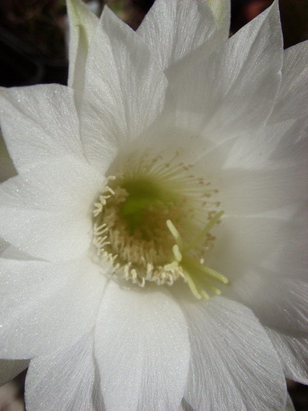 Echinopsis subdenudata 