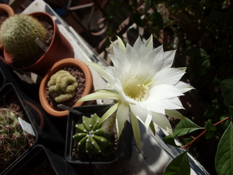 Echinopsis subdenudata 