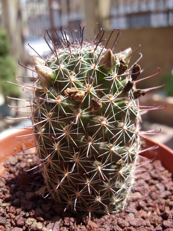Mammillaria sheldonii 