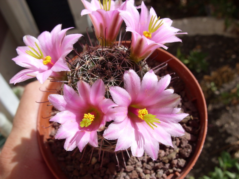 Mammillaria sheldonii 