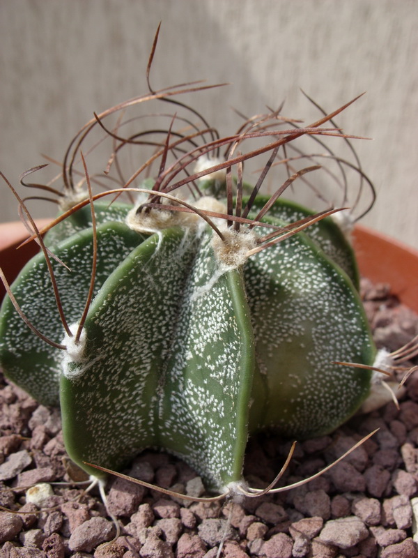 Astrophytum capricorne 