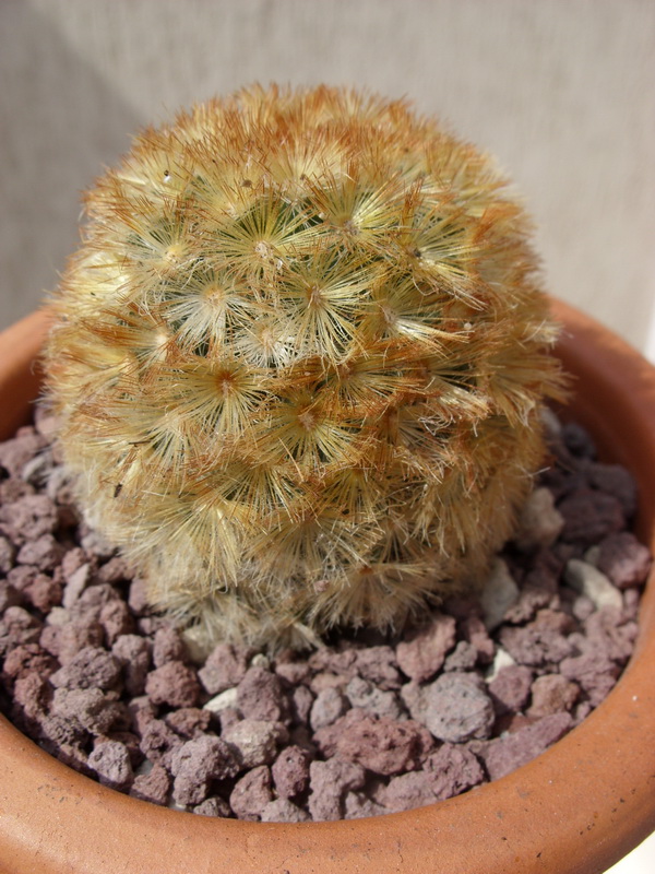 Mammillaria carmenae 