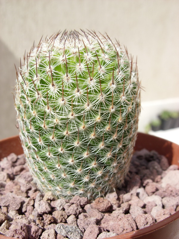 Mammillaria matudae 