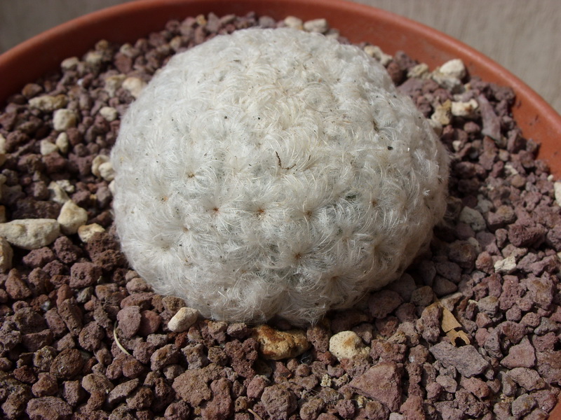 Mammillaria plumosa 