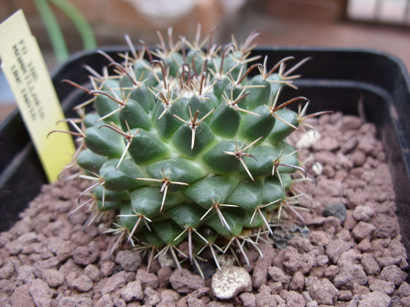 Mammillaria uncinata FO 188