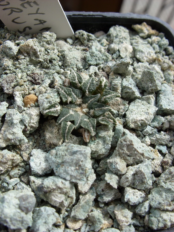 Ariocarpus kotschoubeyanus v. albiflorus 