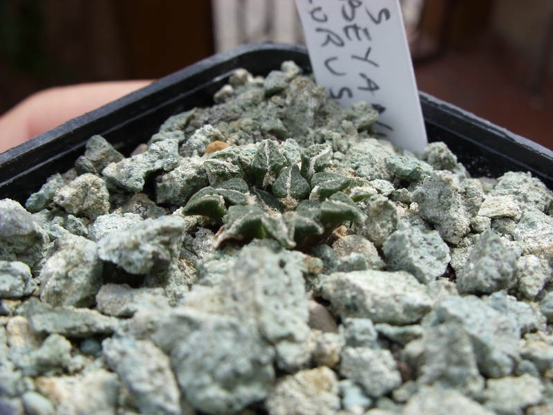 Ariocarpus kotschoubeyanus v. albiflorus 