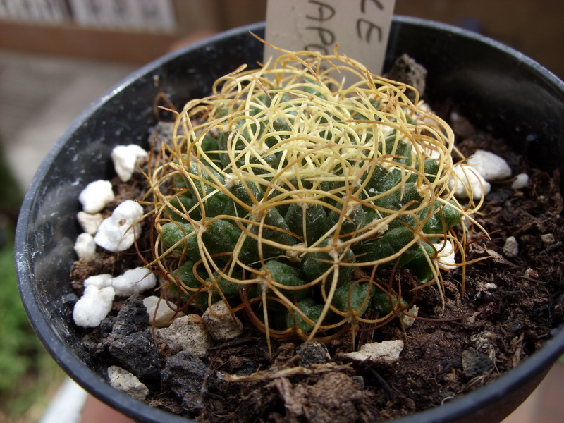 Mammillaria camptotricha cv. marnier-lapostollei 