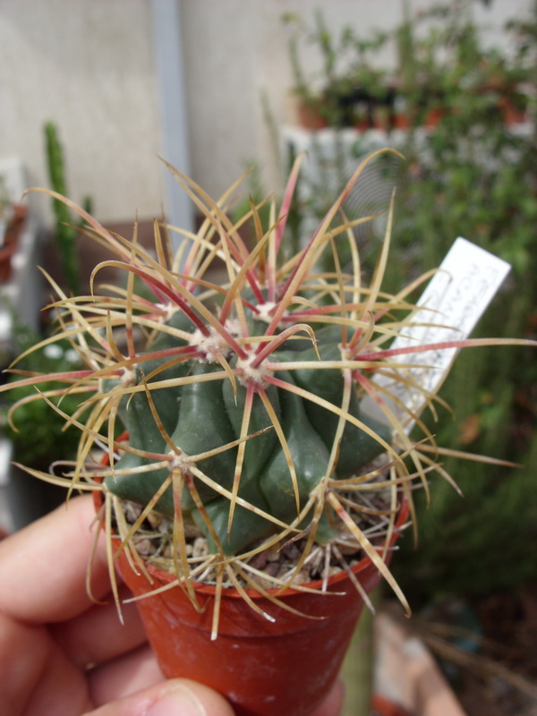 Ferocactus acanthodes 