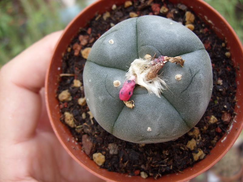 Lophophora williamsii 