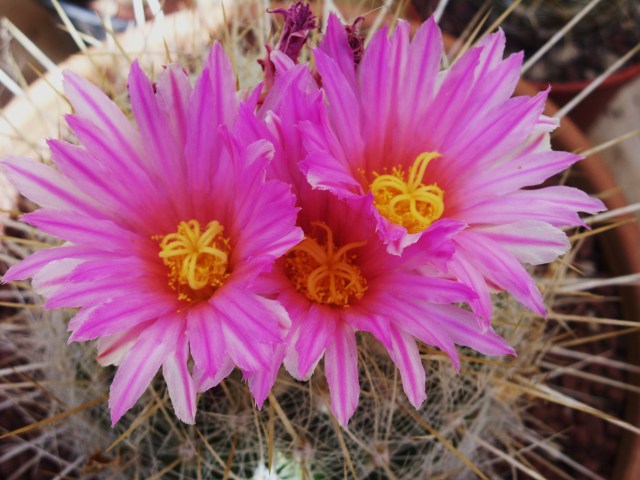 Thelocactus macdowellii 