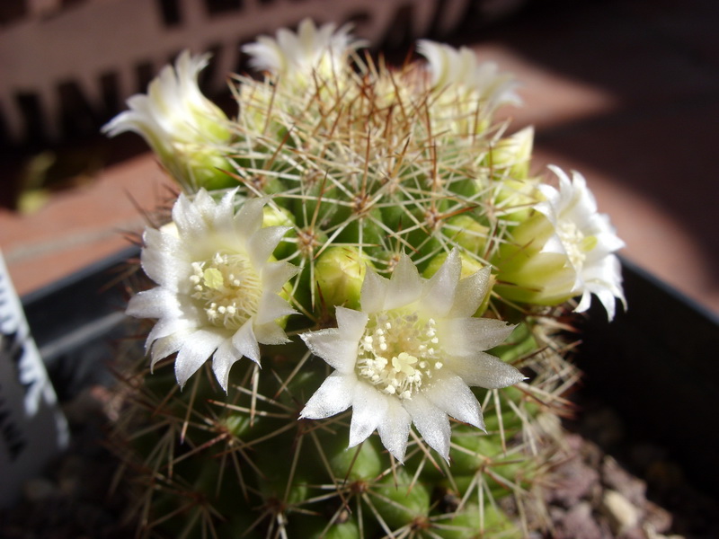 Mammillaria backebergiana 