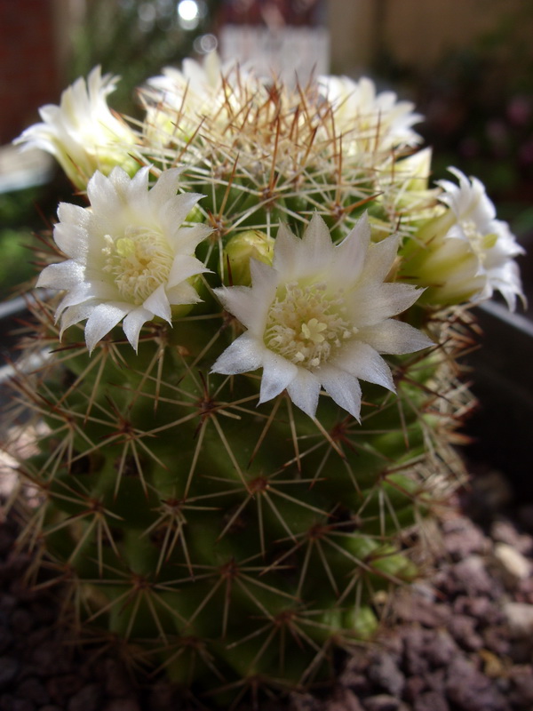 Mammillaria backebergiana 