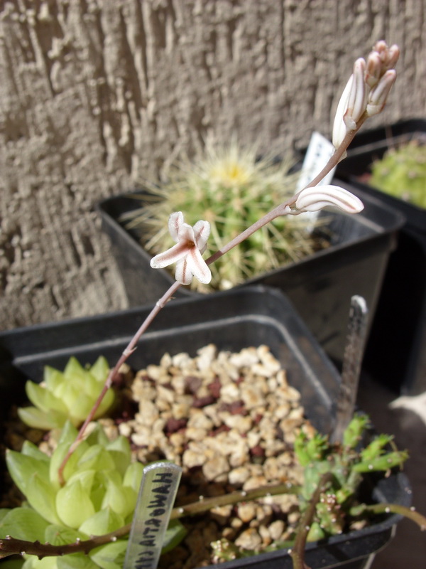 Haworthia cymbiformis 