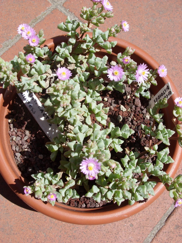 Oscularia deltoides 