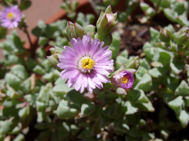 Oscularia deltoides 