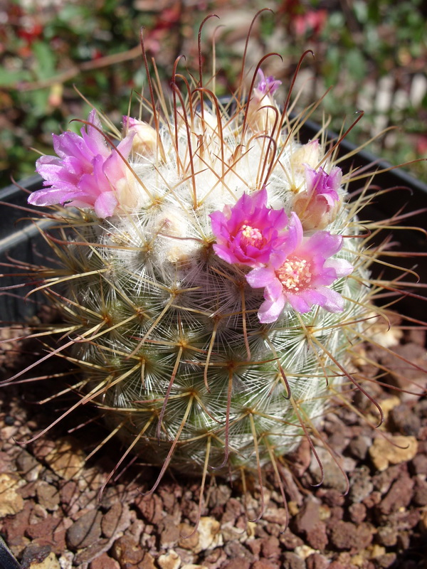 Mammillaria bombycina 