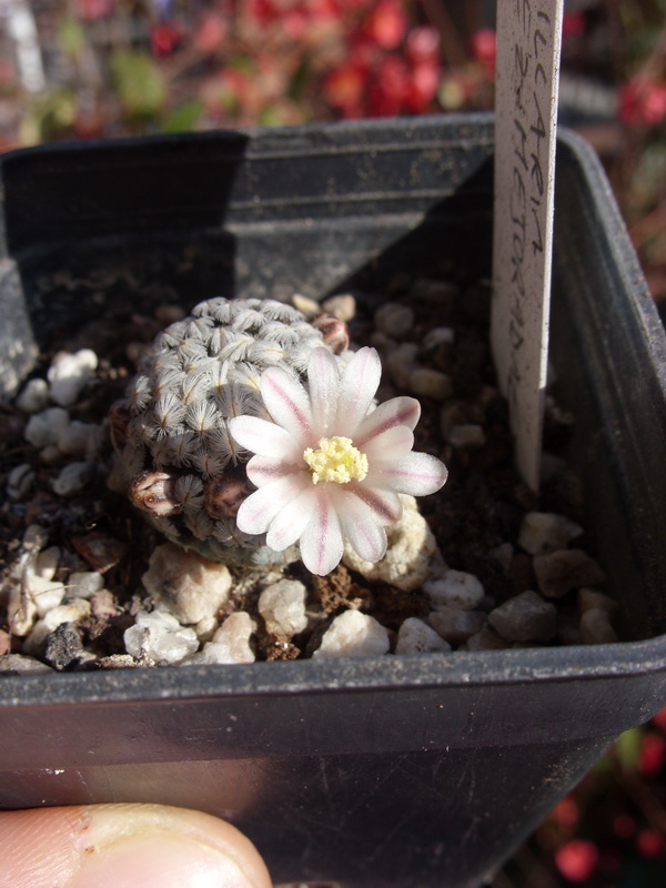 Mammillaria sanchez-mejoradae 