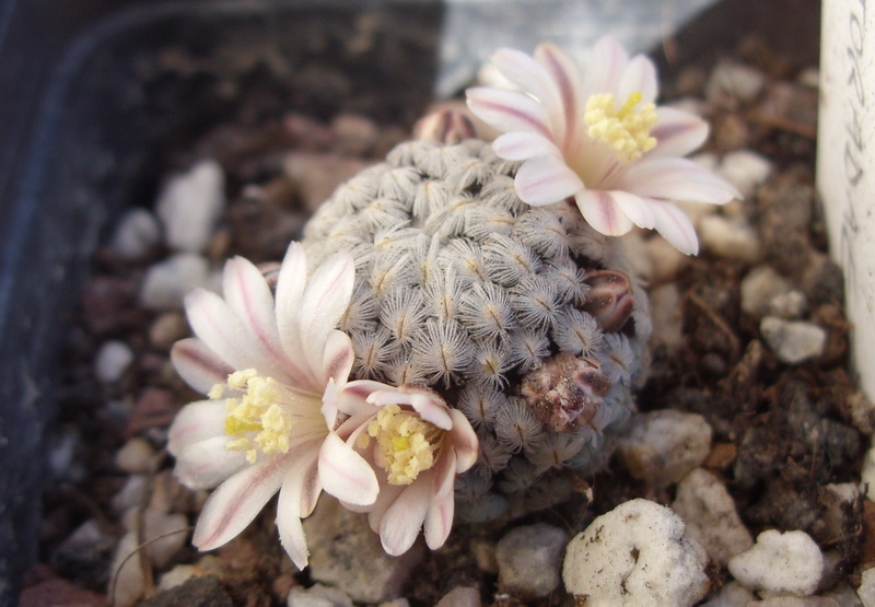 Mammillaria sanchez-mejoradae 