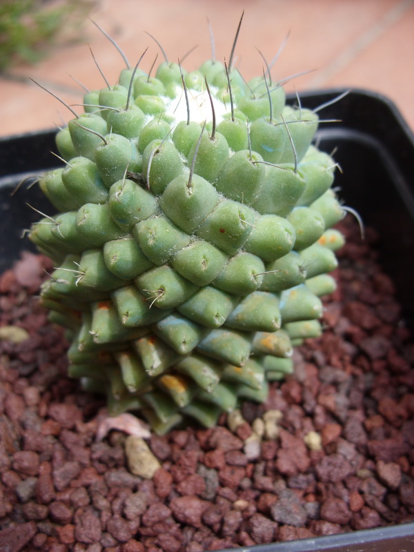 Mammillaria polythele cv. nuda 