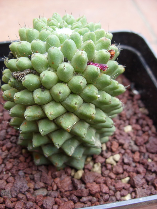 Mammillaria polythele cv. nuda 